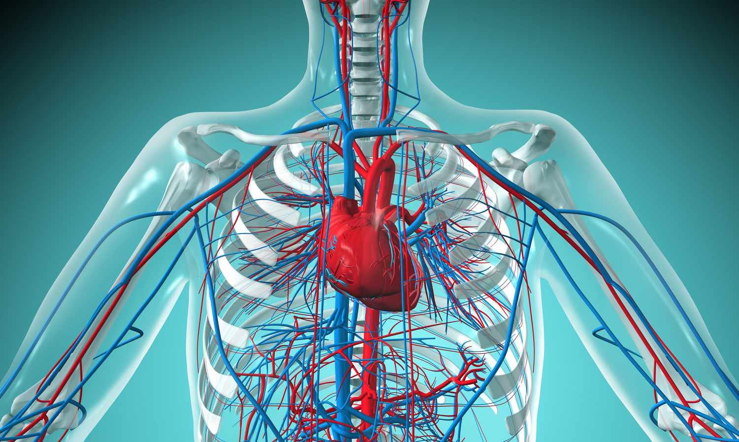 What Makes Up Your Circulatory System and How Does It Work?